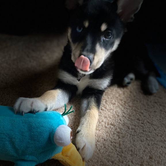 Meet your Posher, Patrick - Picture 1 of 1